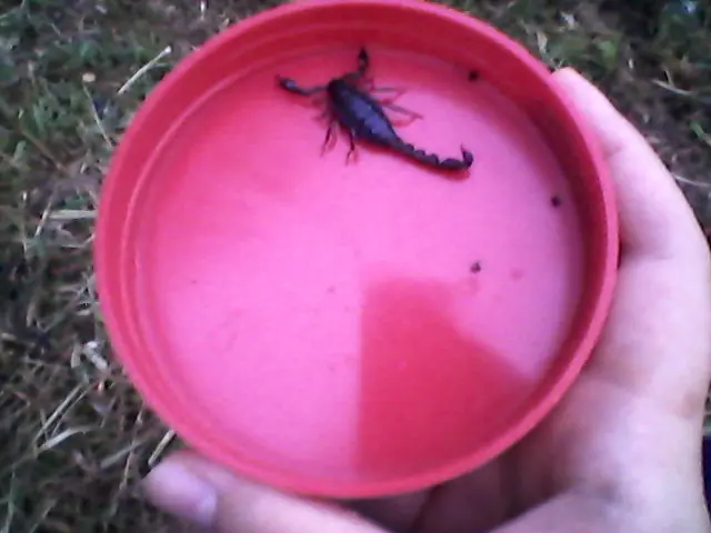 invertebrados