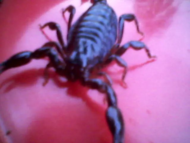 insectos