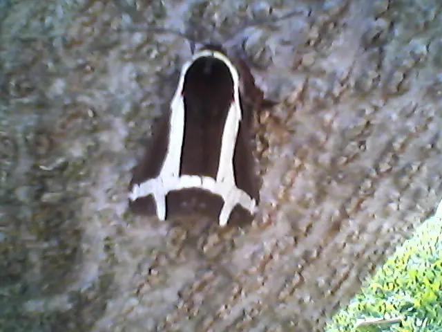 Invertebrados que hay en mi jardín te los muestro.