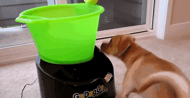 Gifs