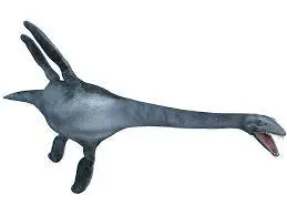 craneo