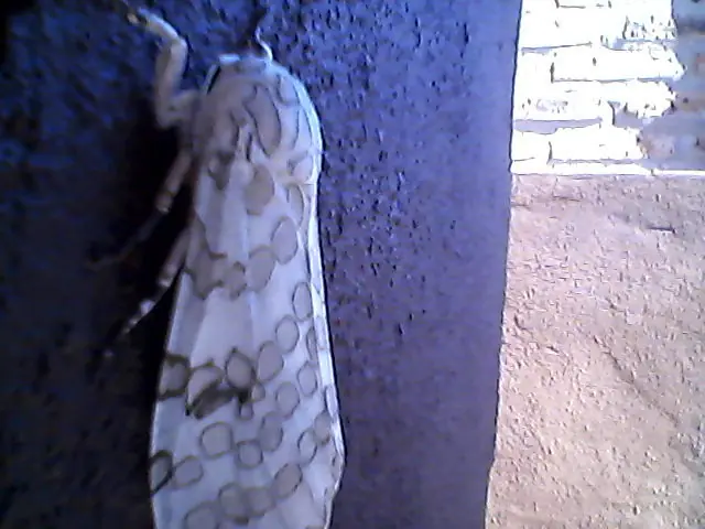 insectos