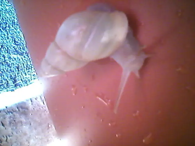 Invertebrados que hay en mi jardín te los muestro.
