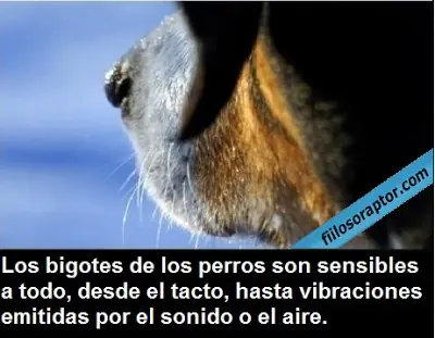 disfrutalo