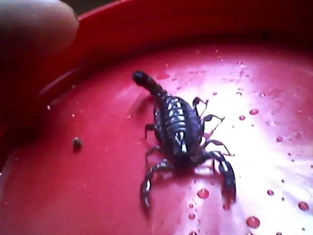 bichos