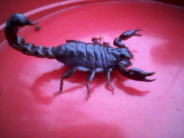 criaturas raras