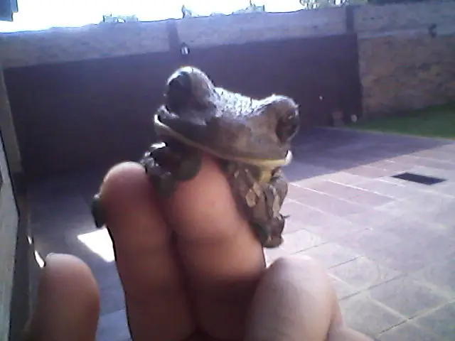 Mirá estas ranas que aparecen en casa. [fotos propias].