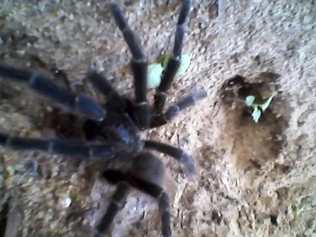 Invertebrados que hay en mi jardín te los muestro.