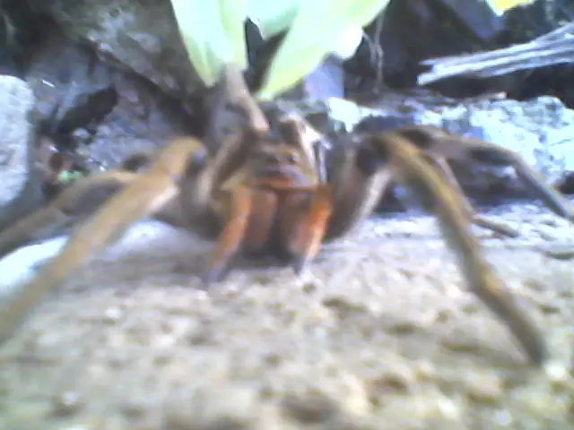 animales raros