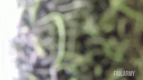 Gifs