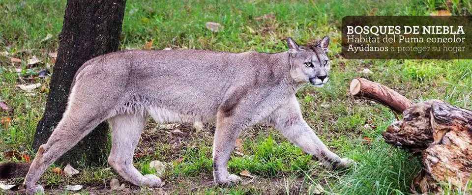 La última reserva del Puma en Antioquia