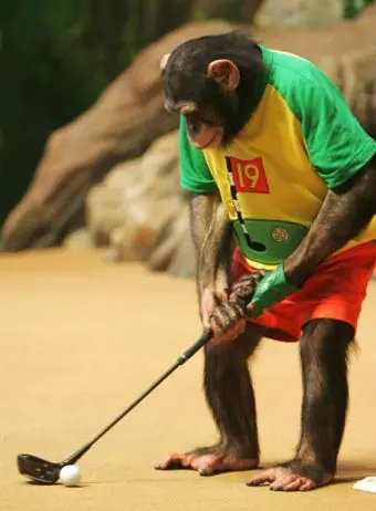 Los animales son más inteligentes de lo que usted cree