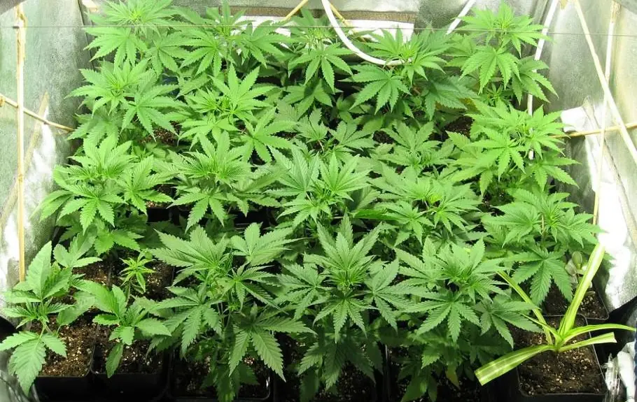 Paraguay legalizará la marihuana