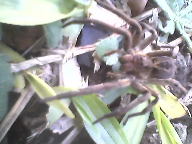 insectos