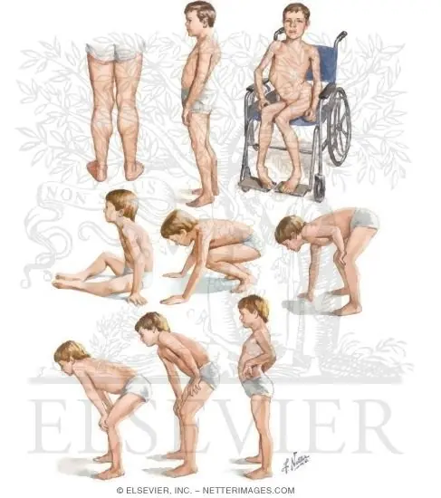 conoce cuerpo