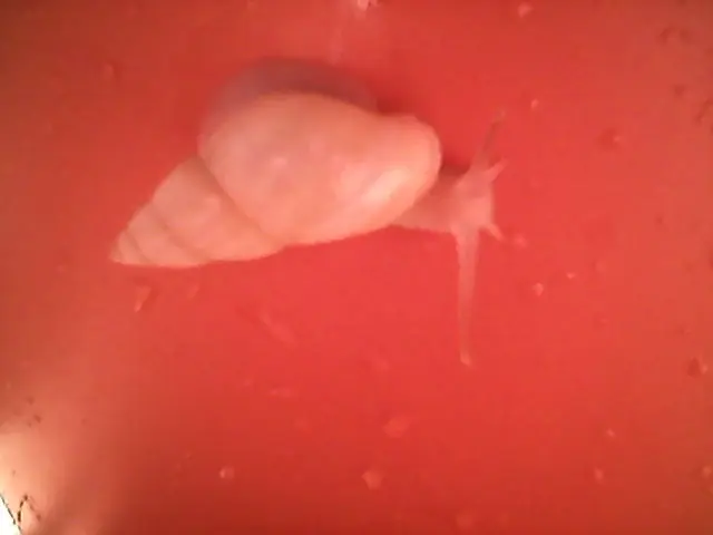 invertebrados