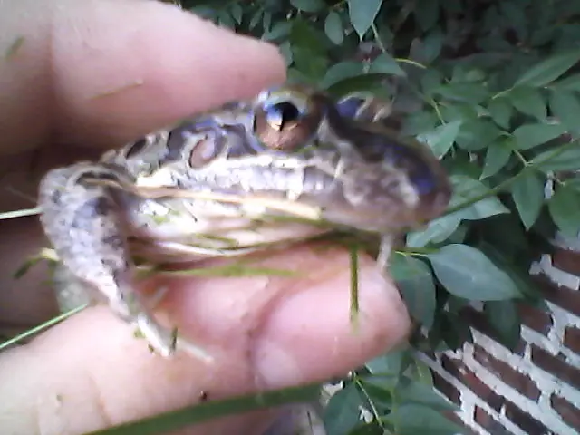 Mirá estas ranas que aparecen en casa. [fotos propias].