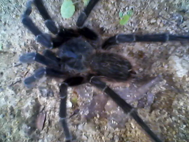 criaturas raras