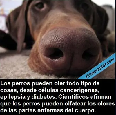 disfrutalo
