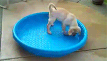 Gifs para divertirse un rato