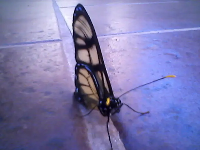 insectos