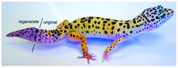 biotecnologia