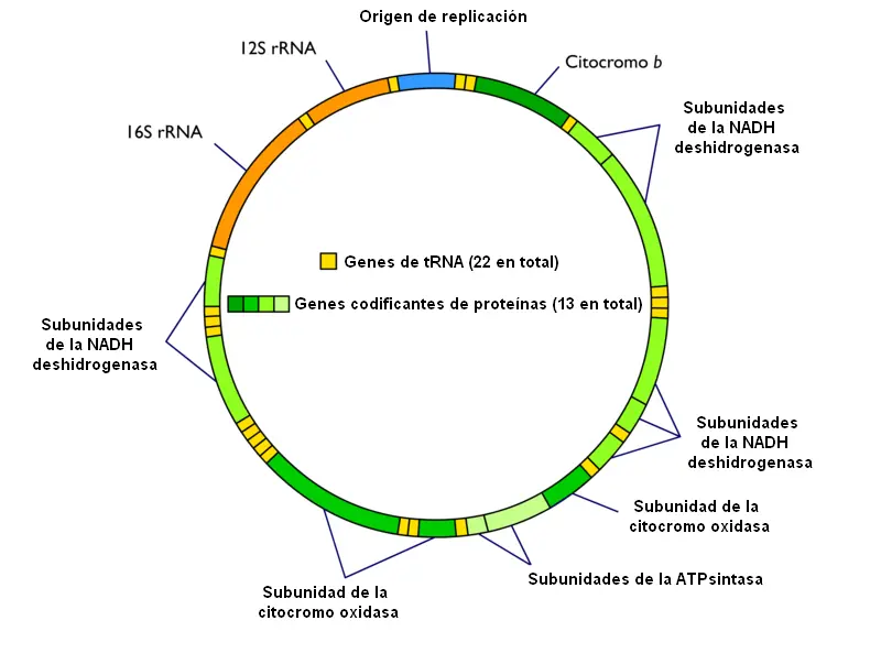 nuestros genes