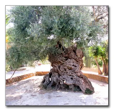 Arbol