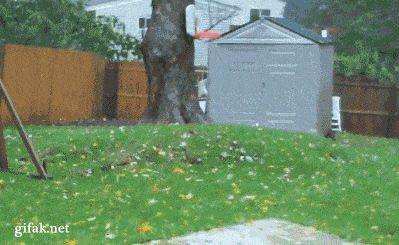 Te lo muestro con Gifs