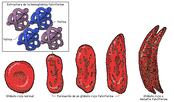 genetica humana