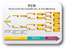 enfermedades geneticas