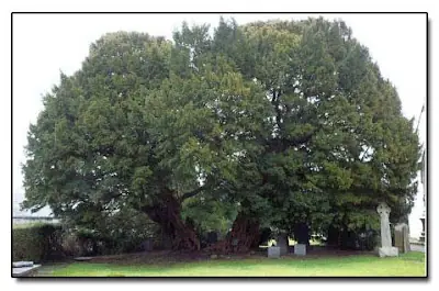 longevos