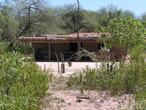 vinchuca