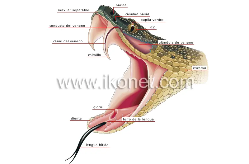 anatomia