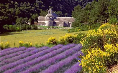 lavanda