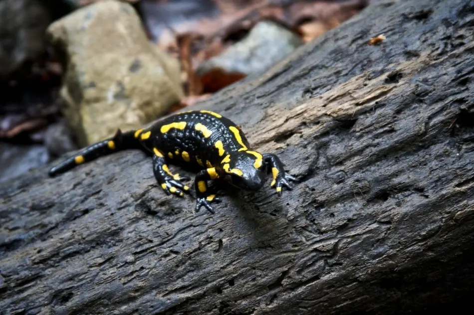 Reptiles y su asombroso poder de regeneracion