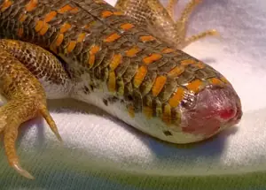 reptiles