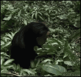 Gifs