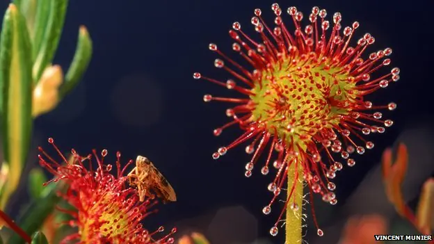 Por qué plantas carnívoras se están volviendo vegetariana