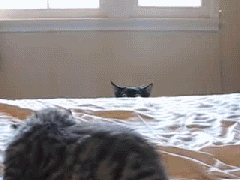 gifs random