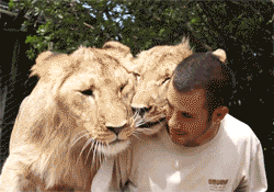 gifs de perros