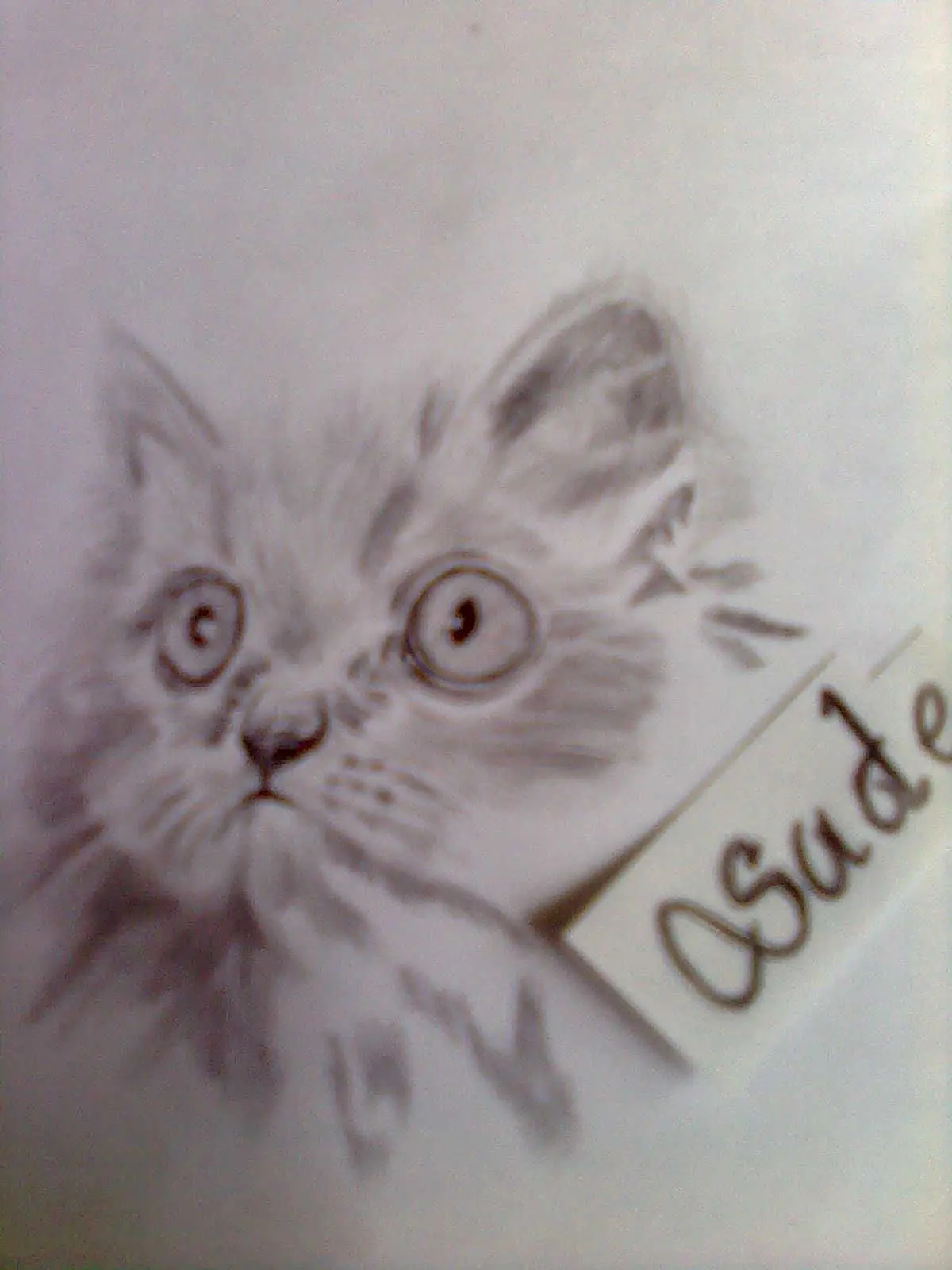 Animales