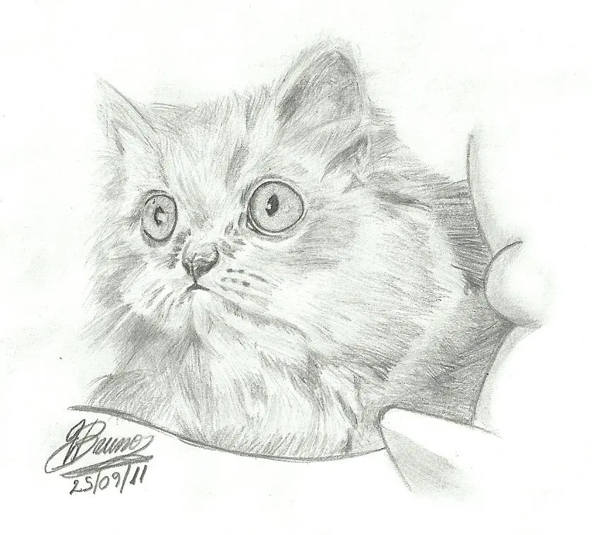 gato