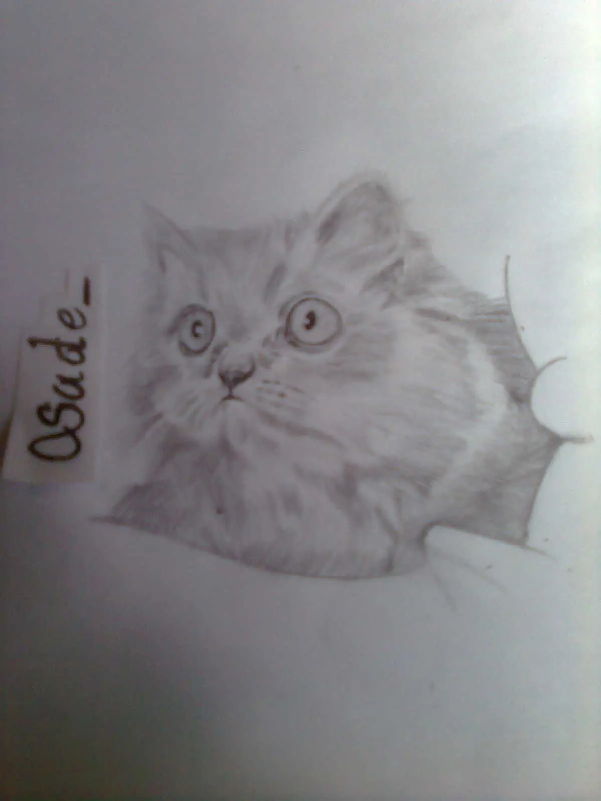 dibujando un gato