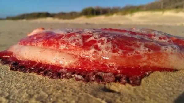 ¿WTF? Apareció misterioso “monstruo” marino