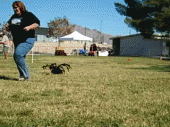 nuevos gifs