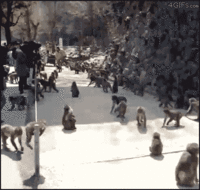 Gifs