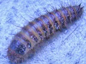 insectos