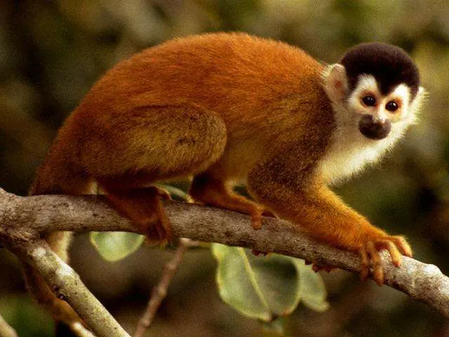 Animales