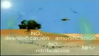 Carbono (C) vs Nitrógeno-fósforo (N-P)